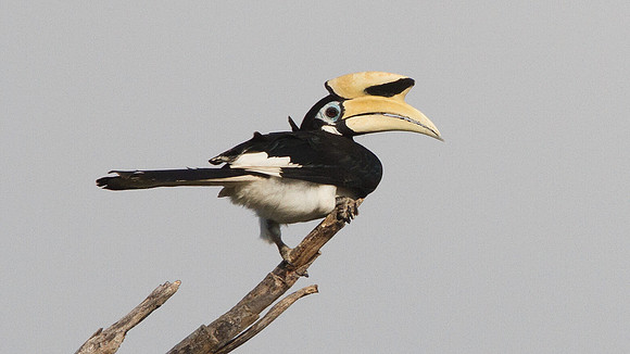 Oriental pied hornbill (Anthracoceros albirostris)