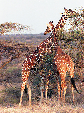 1988 Africa Giraffe img255