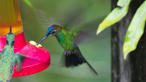Violet-fronted Brilliant (Heliodoxa leadbeateri)