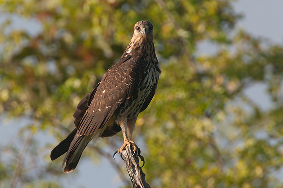 Snail Kite (Rostrhamus sociabilis)