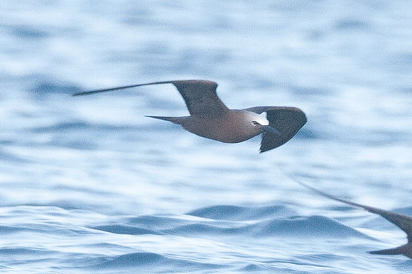 Brown Noddy (Anous stolidus) also known as Common Noddy