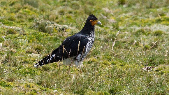 Carunculated Caracara (Phalcoboenus carunculatus)