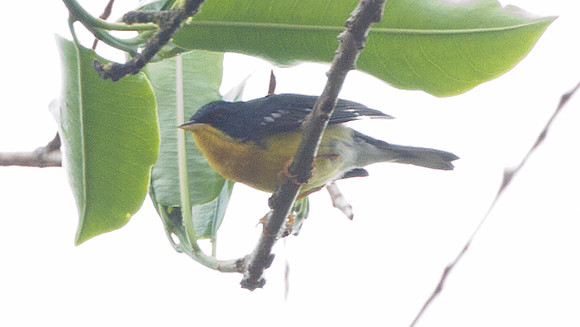 Tropical Parula (Parula pitiayumi)