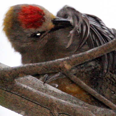 Hoffman's Woodpecker (Melanerpes hoffmannii)
