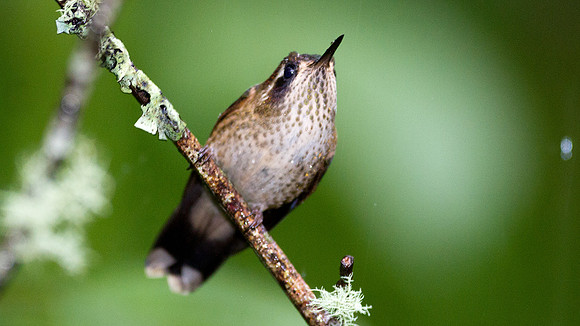 Speckled Hummingbird (Adelomyia melanogenys)