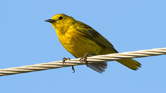 Yellow Warbler (Dendroica petechia)