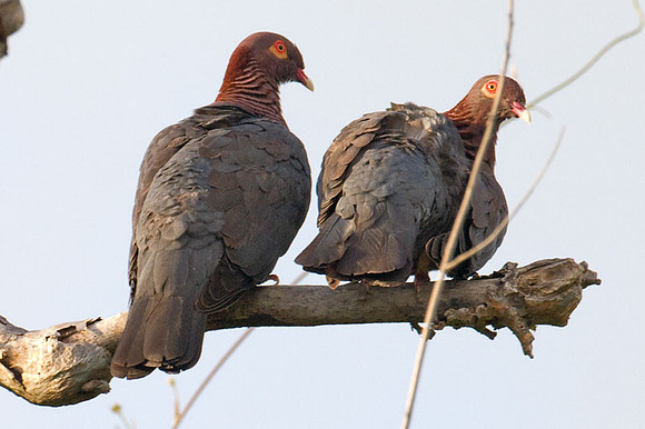Scaly-naped Pigeon (Patagioenas squamosa)