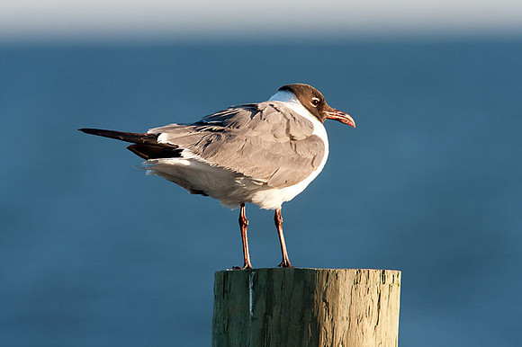 Laughing Gull (Leucophaeus atricilla)