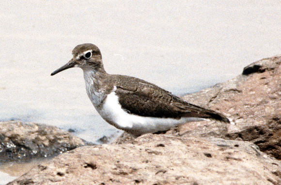 Common Sandpiper (Actitis hypoleucos)
