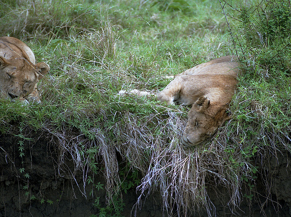 1988 Africa Lion img259