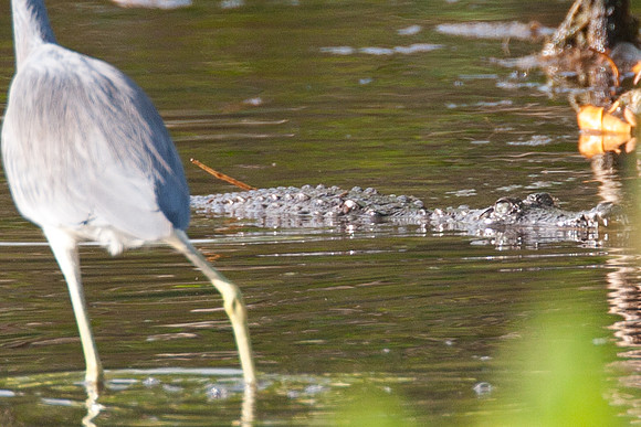 Alligator