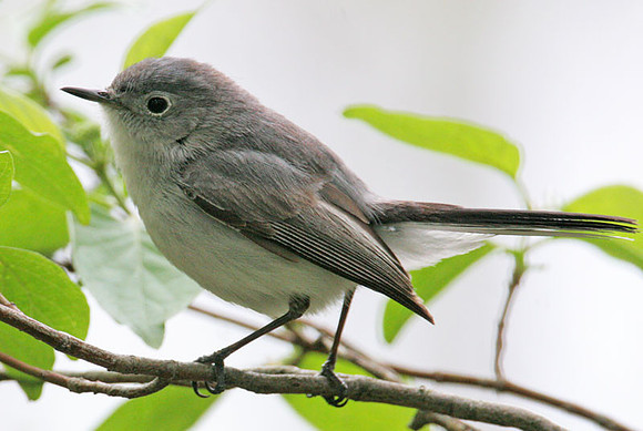 Blue-gray Gnatcatcher (Polioptila caerulea)