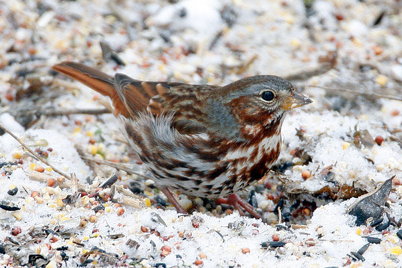 sparrow?