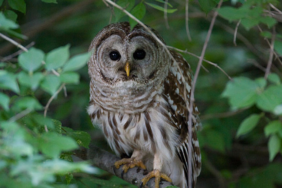 Barred Owl (Strix varia)