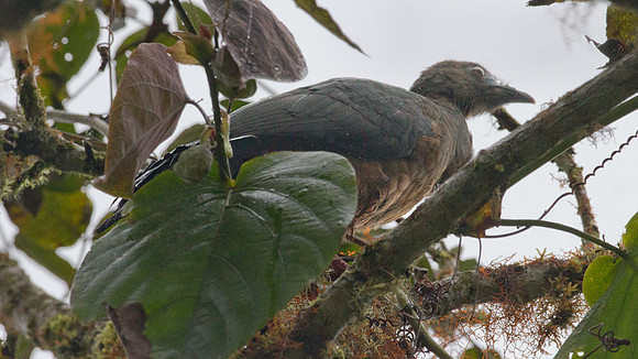 Sickle-winged Guan (Chamaepetes goudotii)