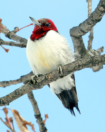 Red-headed Woodpecker (Melanerpes erythrocephalus)