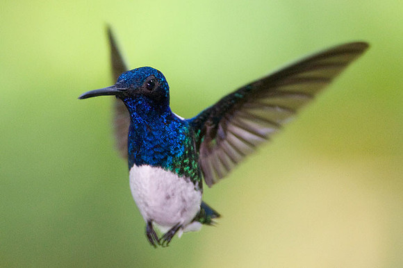 White-necked Jacobin (Florisuga mellivora) male
