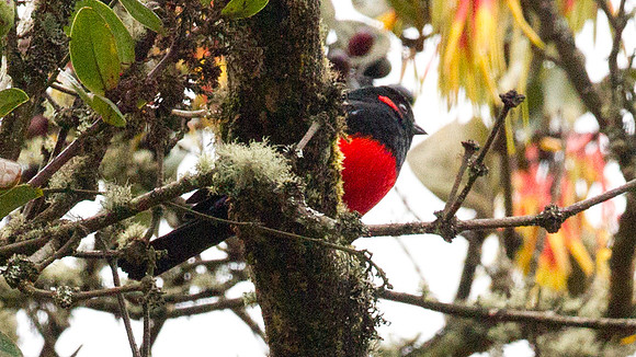 Scarlet-bellied Mountain-tanager (Anisognathus igniventris)