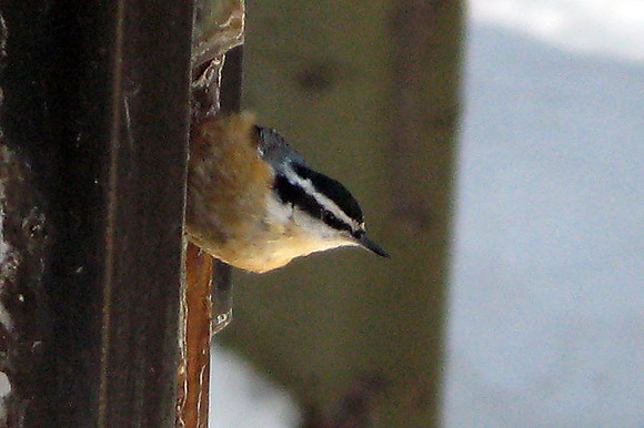 Red-breasted Nuthatch (Sitta canadensis)