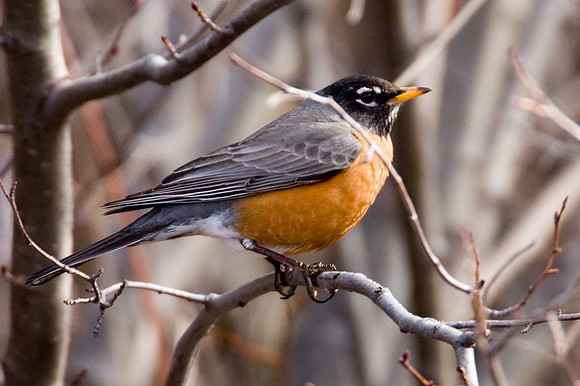 American Robin (Turdus migratorius) also known as North American Robin