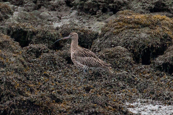 Eurasian Curlew (Numenius arquata)