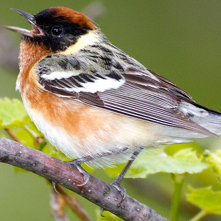 Bay-breasted Warbler (Dendroica castanea)