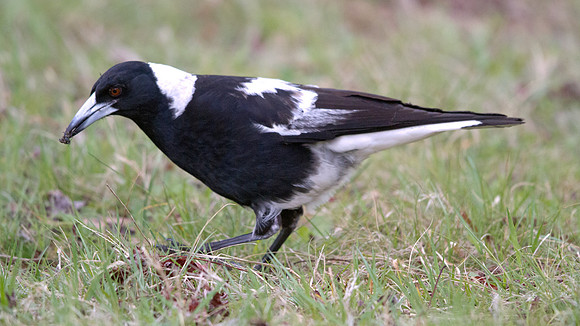 Australian magpie (Cracticus tibicen)