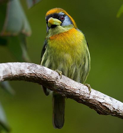 Red-headed Barbet (Eubucco bourcierii) Female