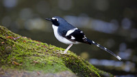 Slaty-backed forktail (Enicurus schistaceus)