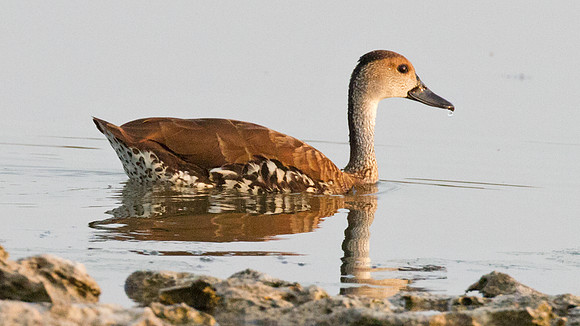 West Indian Whistling Duck (Dendrocygna arborea) also known as Black-billed Whistling Duck, Cuban Whistling Duck