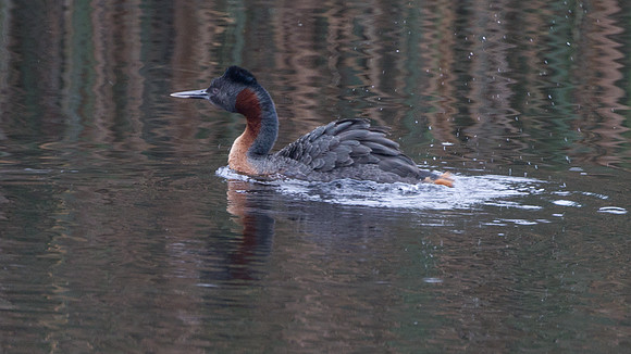 Great Grebe (Podiceps major)