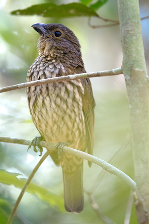Tooth-billed bowerbird (Scenopoeetes dentirostris)