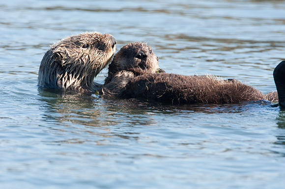 Sea Otter (Enhydra lutris)