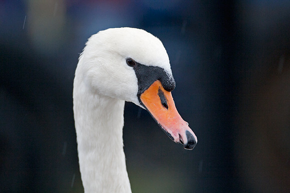 Mute Swan (Cygnus olor)