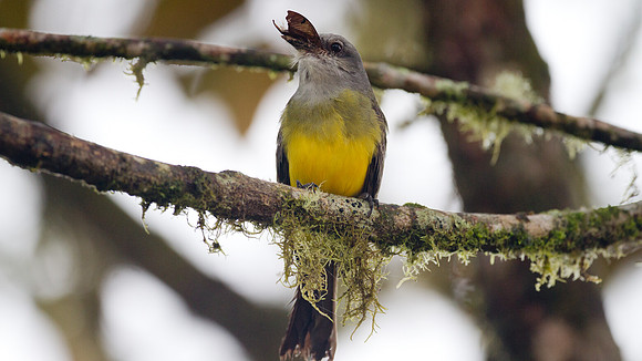 Tropical Kingbird (Tyrannus melancholicus)