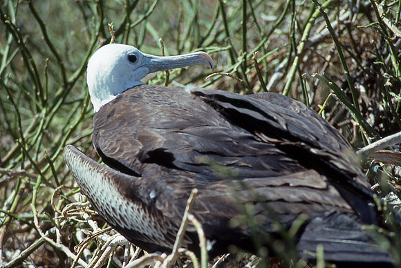 Great Frigatebird (Fregata minor) juvenile