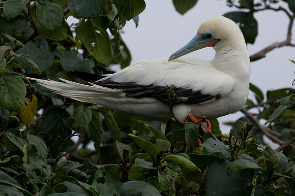 Red-footed Booby (Sula sula) White morph