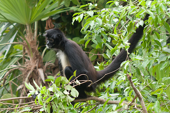 Black-headed Spider Monkey (Ateles fusciceps) captive