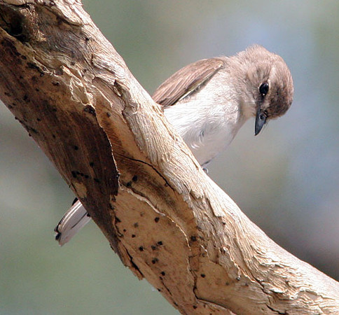 Jacky Winter (Microeca fascinans)