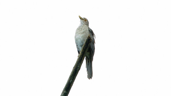 Ecuadorian Thrush (Turdus maculirostris)