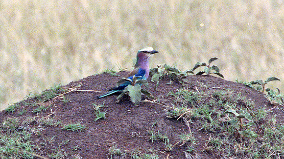 Lilac-breasted Roller (Coracias caudatus)