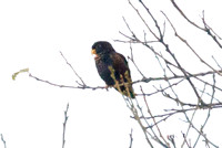 Bronze-winged Parrot (Pionus chalcopterus)