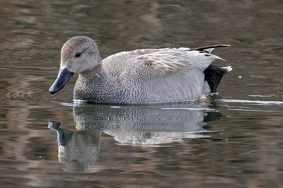 Gadwall (Anas strepera) male