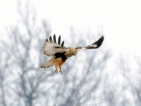Rough-legged Buzzard (Buteo lagopus) also known as Rough-legged Hawk