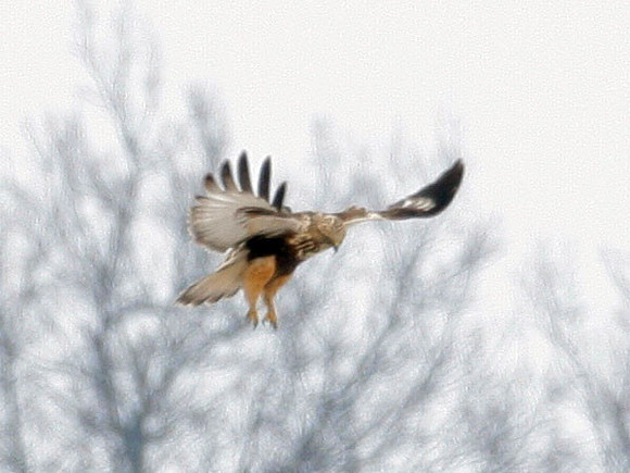 Rough-legged Buzzard (Buteo lagopus) also known as Rough-legged Hawk