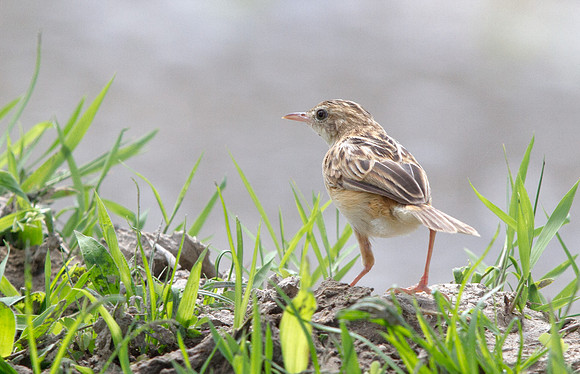 Zitting cisticola (Cisticola juncidis) ?