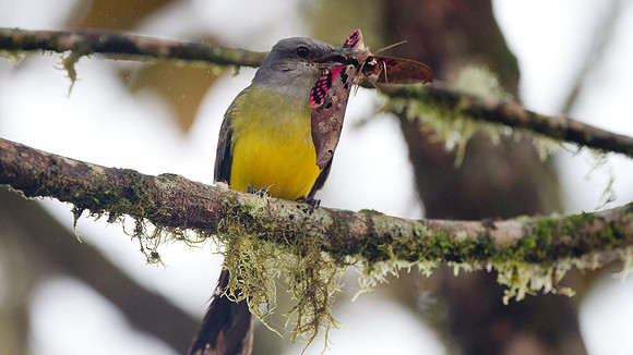 Tropical Kingbird (Tyrannus melancholicus)
