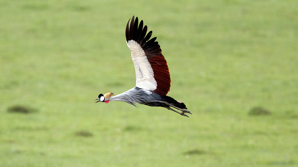 Grey Crowned Crane (Balearica regulorum)