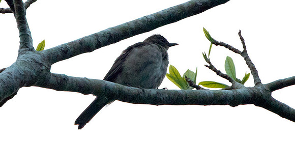 Black-billed Thrush (Turdus ignobilis)