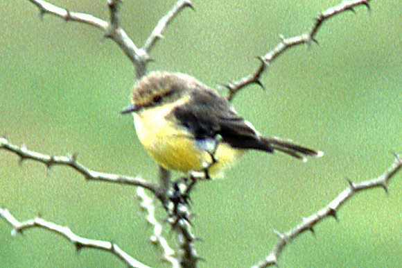 Galapagos Flycatcher ? (Myiarchus magnirostris)
